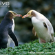 Illustration for article titled Flightless Friday - The Complete Penguin